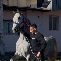 caii.galati