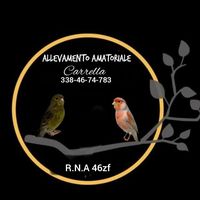 allev.amatorialecarrella