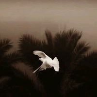 amirnaeem097