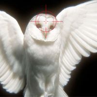 porcelainskull