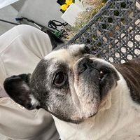 oldest.frenchie