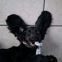 luna_cocker.spaniel
