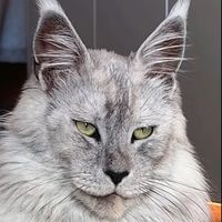 tedkissa