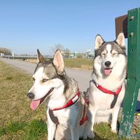 skyhopewolf8