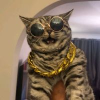 pet_sanctuary