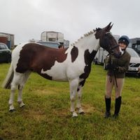equin3.lily
