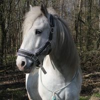 tinkerpony.blue
