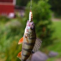 fishwitholle