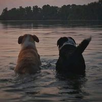 nala.and.stela.mutts