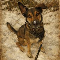 jossmalinoisloup