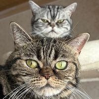 gizmo_luna_catlife