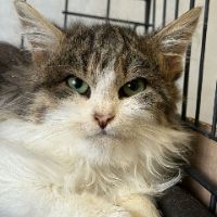 Originalton - Katzenfamilie