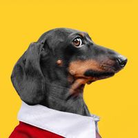 puppyjaydiary