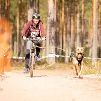 alkuperäinen ääni