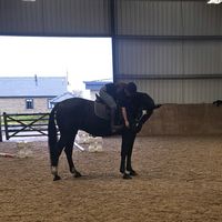x.equine_eloise.x