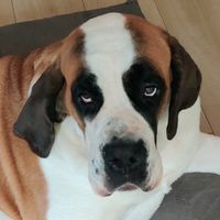 cujothestbernard