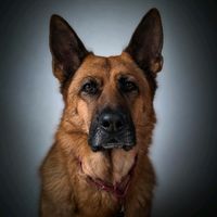 chanelle.gsd