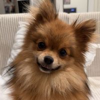 muffthepomsky