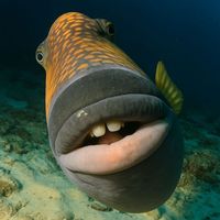 original sound