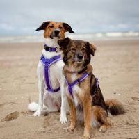 hundemischlingsliebe