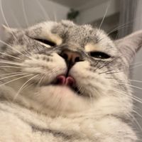 yazuli.twitch