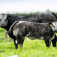 premium_incalf_heifers