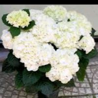 lulestinore.fidanishte1