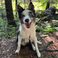 bluee.collie