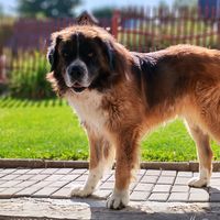 beny_the_moscow_doggy
