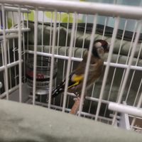 galgosr123burgos0