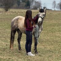 three_crazy_ponies
