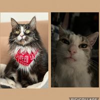 tessan_gizmo