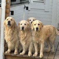 goldenretrivern_winter