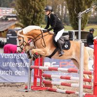 sporthafi_steinadler