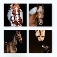 horsesdancingdaisyandme