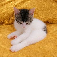 tiny_miracle_kaya