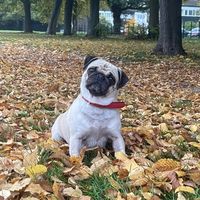 winnie.thepug