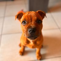 vaiko_le_staffie