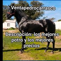pedro_cm1