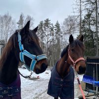 equi.zelda2.0