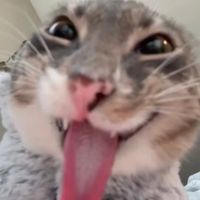 t1is.cat