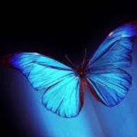 blue_papillon76