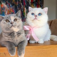 felindorcats