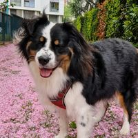 lofi.the.aussie