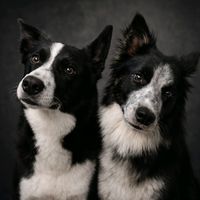 lokiandtobybordercollies