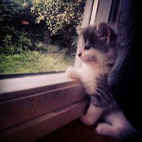 العربية هي الأفضل