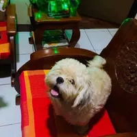 original sound - avhammmm