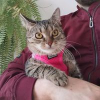 sofithecat2