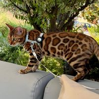 santiago_bengal
