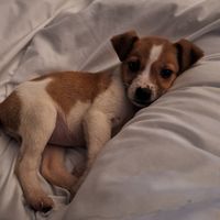 inthedoggarden